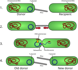 Digestion cover